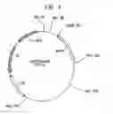 Fig. 09 - Method for cloning and producing the MseI restriction endonuclease
