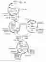 Fig. 12 - Method for cloning and producing the MseI restriction endonuclease