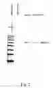 Fig. 03 - Nucleic acid ligands to the prostate specific membrane antigen