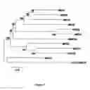 Fig. 06 - Nucleic acids of the human ABCC11 gene, vectors containing such nucleic acids and uses thereof