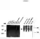 Fig. 08 - G-coupled receptor showing selective affinity for ATP