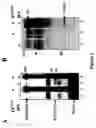Fig. 02 - UbcH8 Ubiquitin E2 enzyme is also the E2 enzyme for ISG15, an interferon alpha/beta induced Ubiquitin-like protein