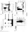 Fig. 04 - UbcH8 Ubiquitin E2 enzyme is also the E2 enzyme for ISG15, an interferon alpha/beta induced Ubiquitin-like protein