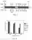 Fig. 02 - Antibodies specific for native PrP