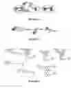 Fig. 02 - Site-specific labelling of proteins