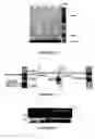 Fig. 06 - Site-specific labelling of proteins