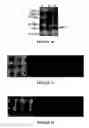 Fig. 09 - Site-specific labelling of proteins