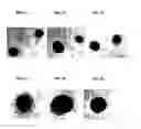 Fig. 02 - Toxicity test