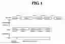 Fig. 02 - Diagnostic method for cancer characterized in the detection of the deletion of G-CSF exon 3