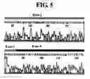 Fig. 07 - Diagnostic method for cancer characterized in the detection of the deletion of G-CSF exon 3