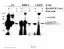 Fig. 09 - Human protein acyl transferases and methods of uses therefor