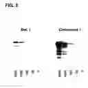 Fig. 06 - Assay methods using chemiluminescent detection of peroxidase