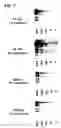 Fig. 08 - Assay methods using chemiluminescent detection of peroxidase