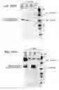 Fig. 43 - In vivo production of cyclic peptides
