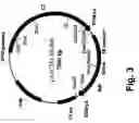 Fig. 04 - High level expression of recombinant human erythropoietin having a modified 5′-UTR