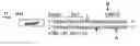 Fig. 01 - Method for engineering strand-specific nicking endonucleases from restriction endonucleases
