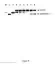 Fig. 06 - Method for engineering strand-specific nicking endonucleases from restriction endonucleases