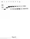 Fig. 09 - Method for engineering strand-specific nicking endonucleases from restriction endonucleases