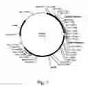 Fig. 02 - Methods for eliminating or reducing the expression of a genes in a filamentous fungal strains