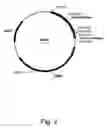 Fig. 03 - Methods for eliminating or reducing the expression of a genes in a filamentous fungal strains