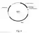 Fig. 05 - Methods for eliminating or reducing the expression of a genes in a filamentous fungal strains