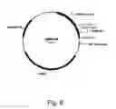Fig. 07 - Methods for eliminating or reducing the expression of a genes in a filamentous fungal strains