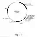 Fig. 12 - Methods for eliminating or reducing the expression of a genes in a filamentous fungal strains