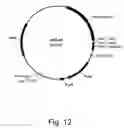 Fig. 13 - Methods for eliminating or reducing the expression of a genes in a filamentous fungal strains