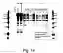 Fig. 15 - Methods for eliminating or reducing the expression of a genes in a filamentous fungal strains