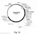 Fig. 16 - Methods for eliminating or reducing the expression of a genes in a filamentous fungal strains