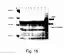 Fig. 17 - Methods for eliminating or reducing the expression of a genes in a filamentous fungal strains