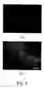 Fig. 05 - Methods for culturing human embryonic stem cells