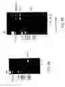 Fig. 06 - Primate embryonic stem cells