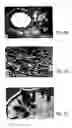 Fig. 07 - Primate embryonic stem cells