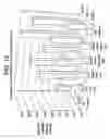 Fig. 09 - Methods for producing functional antigen presenting dendritic cells using biodegradable microparticles for delivery of antigenic materials