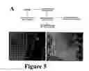 Fig. 07 - Hematopoietic stem cell identification and isolation