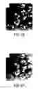 Fig. 11 - Manipulation of non-terminally differentiated cells using the Notch pathway