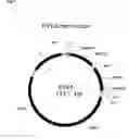 Fig. 06 - Method for evolving a cell having desired phenotype and evolved cells