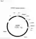 Fig. 07 - Method for evolving a cell having desired phenotype and evolved cells