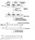 Fig. 01 - Cell patterning technique