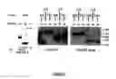 Fig. 02 - NTB-A, a surface molecule involved in natural killer cells activity