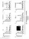 Fig. 02 - Apoptogenic-bacteriocins combining broad spectrum antibiotic and selective anti-tumoral activities, and compositions and uses thereof
