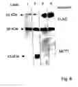 Fig. 07 - Use of monocarboxylate transporter protein for thyroid hormone transport