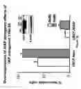 Fig. 53 - Methods and compositions for derepression of IAP-inhibited caspase