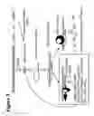 Fig. 04 - RNA interference mediated inhibition of polycomb group protein EZH2 gene expression using short interfering nucleic acid (siNA)
