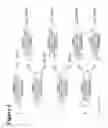 Fig. 07 - RNA interference mediated inhibition of polycomb group protein EZH2 gene expression using short interfering nucleic acid (siNA)