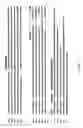 Fig. 02 - Human RNase III and compositions and uses thereof
