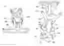 Fig. 01 - Cervical brace