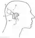 Fig. 01 - Cochlear implant having a repositionable implantable housing