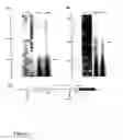 Fig. 04 - Orphanin FQ receptor polypeptides